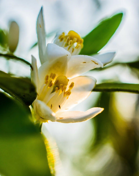 Flores de azahar en primavera